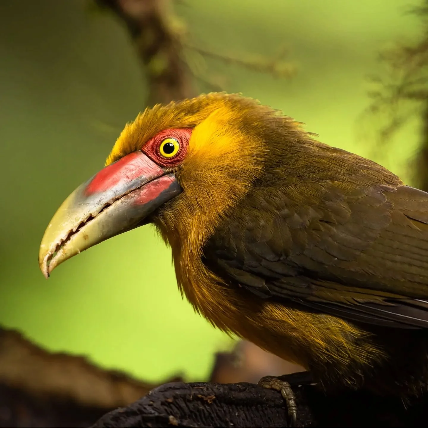 This has been a dream species for me to see and photograph - a Saffron Toucanet, from Brazil's Atlantic Rain forest.

Got this individual yesterday as he came to feed on some fruit at a wonderful location called Trilha Dos Toucanos in Sao Paulo state