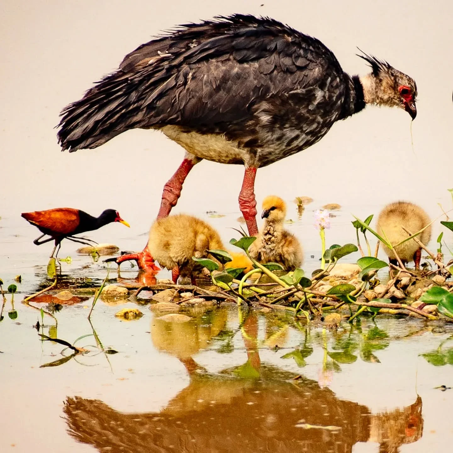 While driving the Transpantaneira back to Cuiab&aacute;, we stopped for one of the many Southern Screamer pairs we had seen at the remaining water sources. 

The light was good so I decided to take some snaps. 

Suddenly I realized there were 3 littl