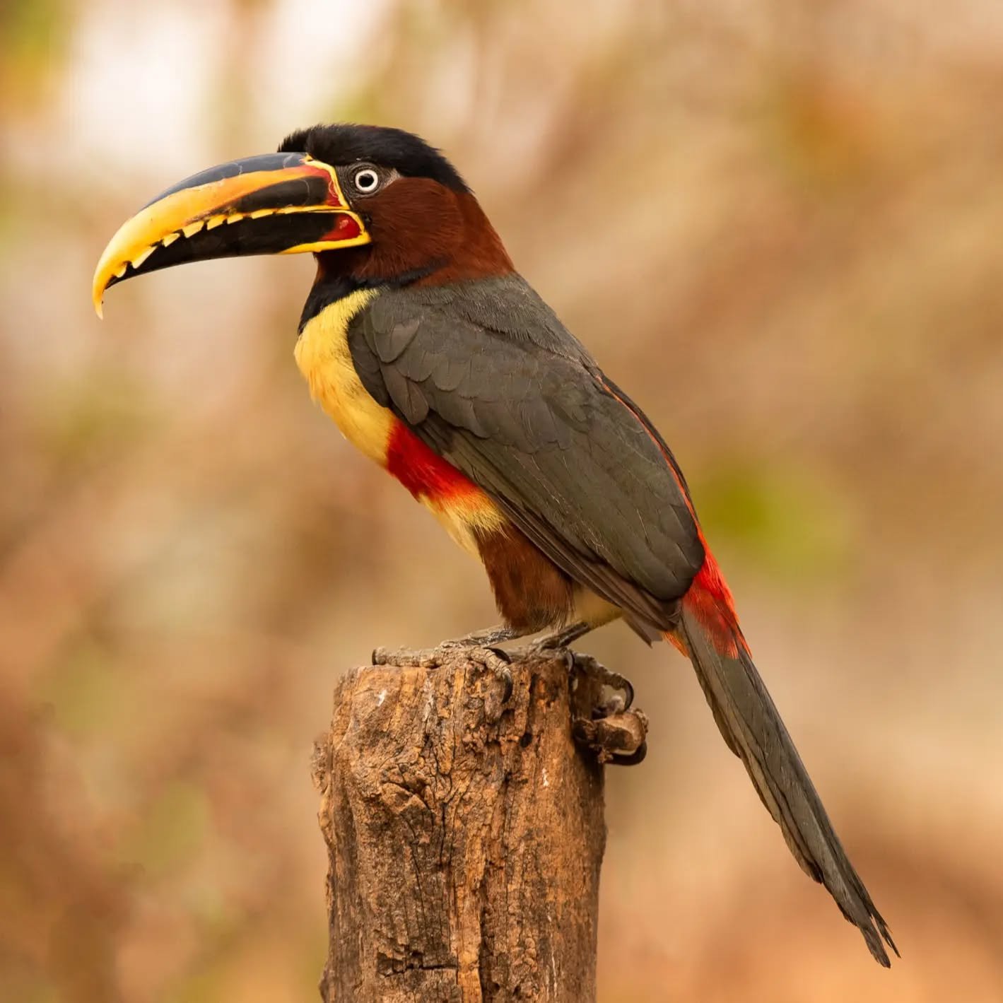 Chestnut-eared Aracari from Brazils Pantanal

I love toucans and seen this species as a glimpse in the past in poor light but finally a few days back got some amazing photo opportunities as it came down to a bird feeder.

#chestnut #aracari #pousoale