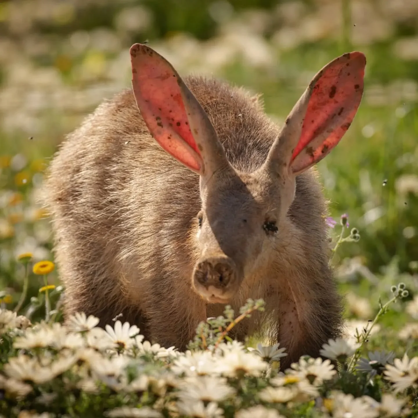 Aardvark in the daisies (somehow deleted my first post)

It's not often you get to find the first word of the English dictionary. And when you do its mostly at night and a fleeting glimpse.

This Aardvark decided to break all the 'rules' and came out
