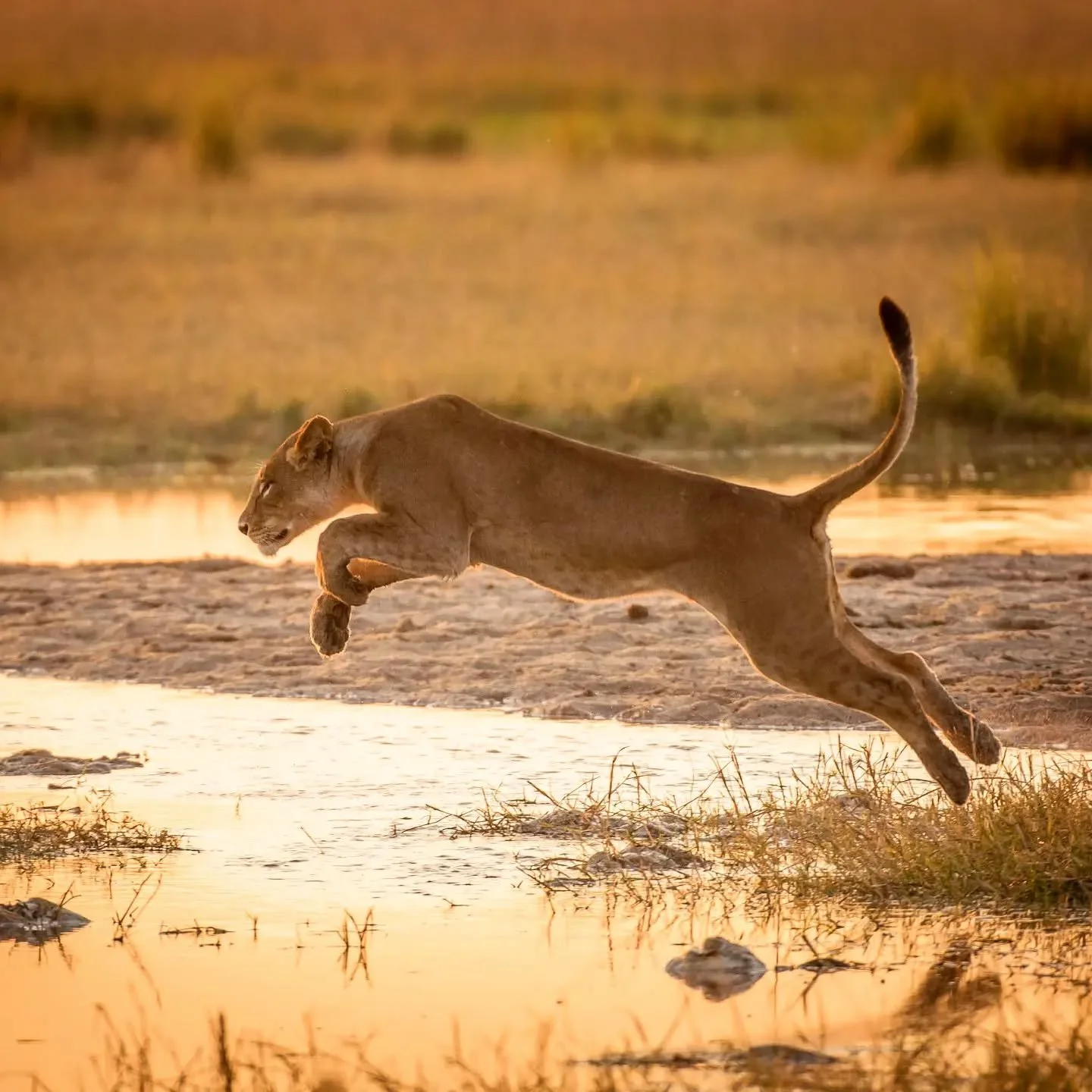 A lioness leaps across a newly flooded channel as the Chobe river continues to rise.

We headed out at first light and found three lionesses making their way towards Puku Flats. We anticipated where they might head and with some perfect soft backligh