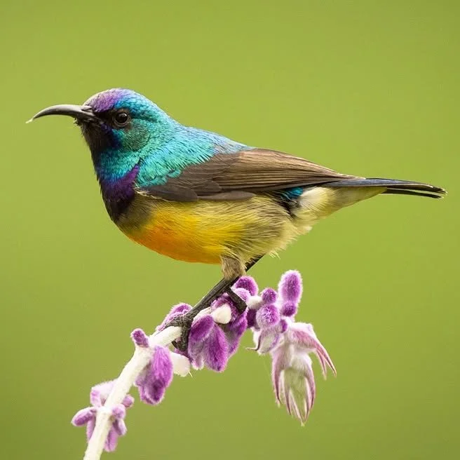 Variable sunbird posing at Nyungwe. Photography in forests is always challenging under low light conditions. I pushed the ISO up and had a clean background. Very little post production done other than contrast, shadows and a bit of a crop.

#variable