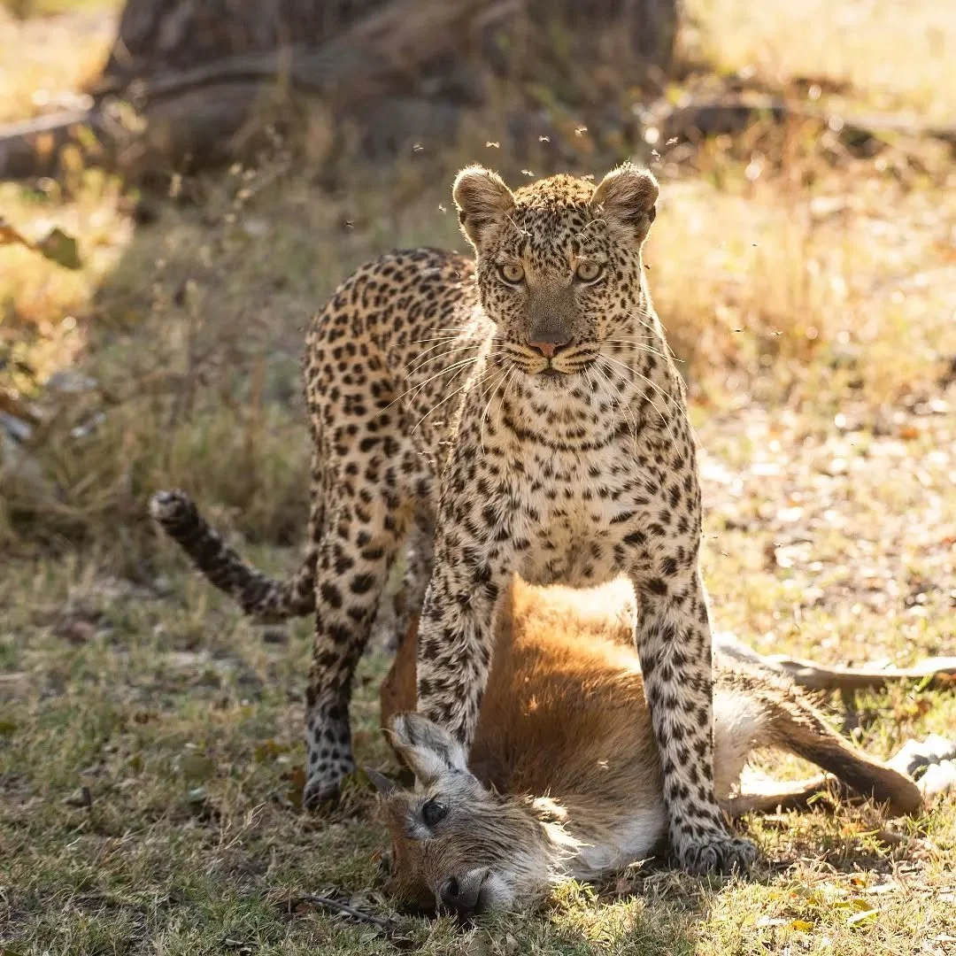 A female leopard pauses to catch her breath before dragging her quarry into the relative safety of some thick vegetation.

We drove out east this morning and worked around the Paradise Pans area and found many leopard tracks.  Eventually our patience
