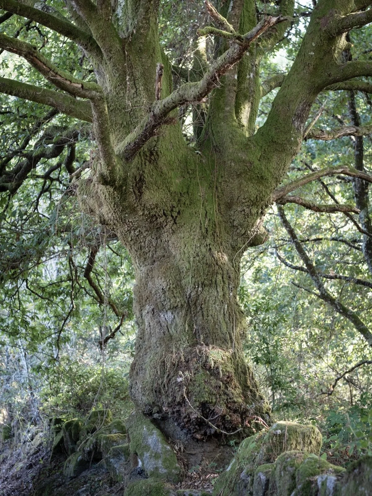 El &aacute;rbol, un s&iacute;mbolo de nuestros antiguos del solsticio de invierno, representando la vida eterna y la resistencia frente a la oscuridad invernal. El roble, el aut&eacute;ntico &aacute;rbol de Navidad, engalanado con frutos y velas que 