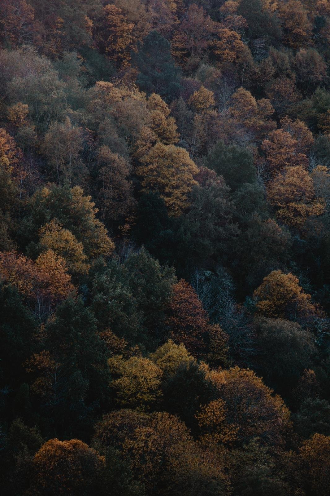 FOTOGRAFÍA DE MARÍA FERREIRO “BOSQUE AUTÓCTONO”