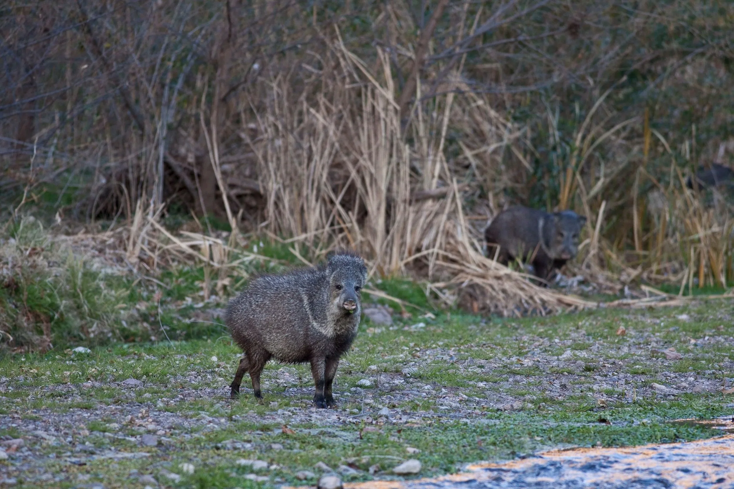 Javalinas in a river