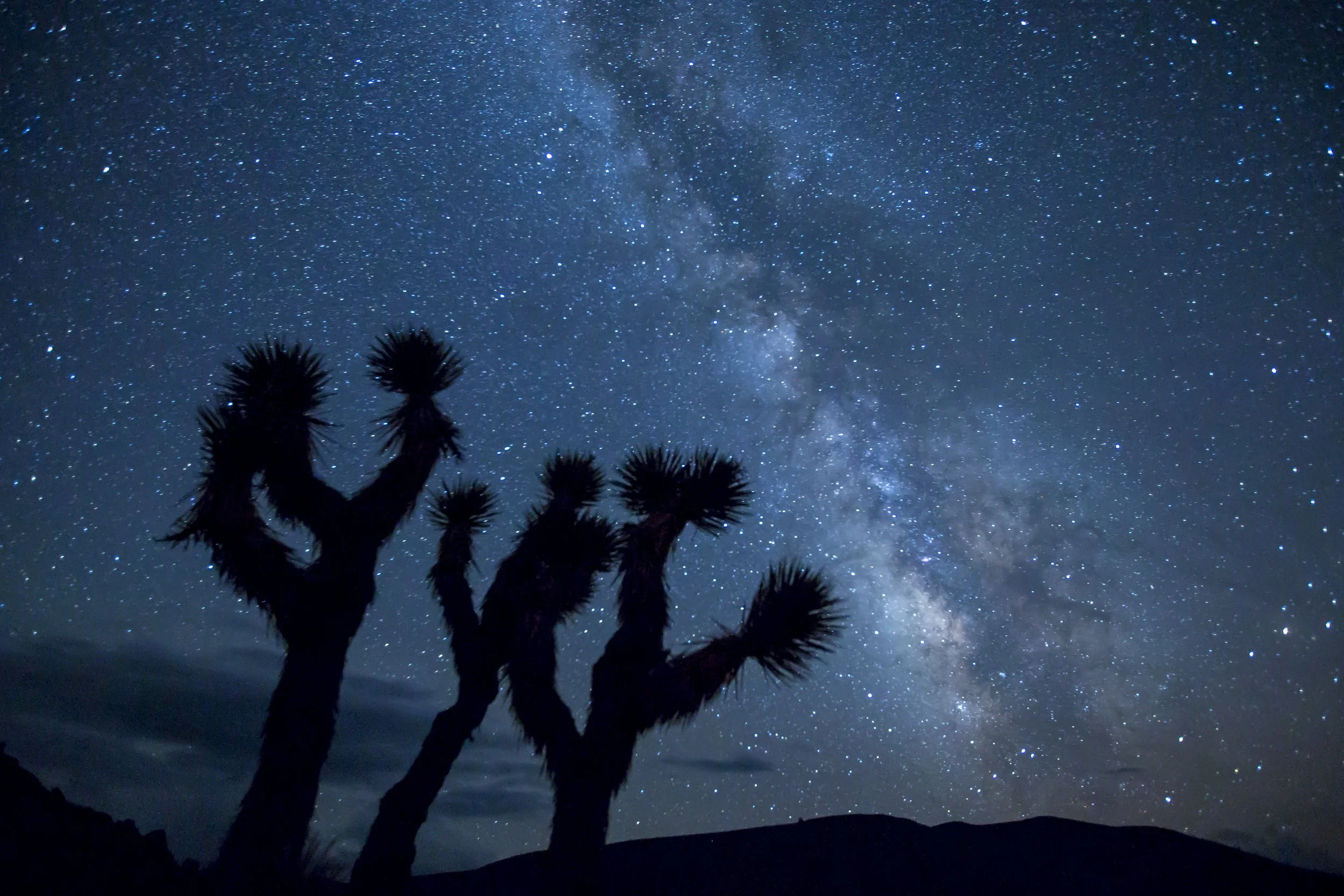 Silhouette of joshua tree with starry sky