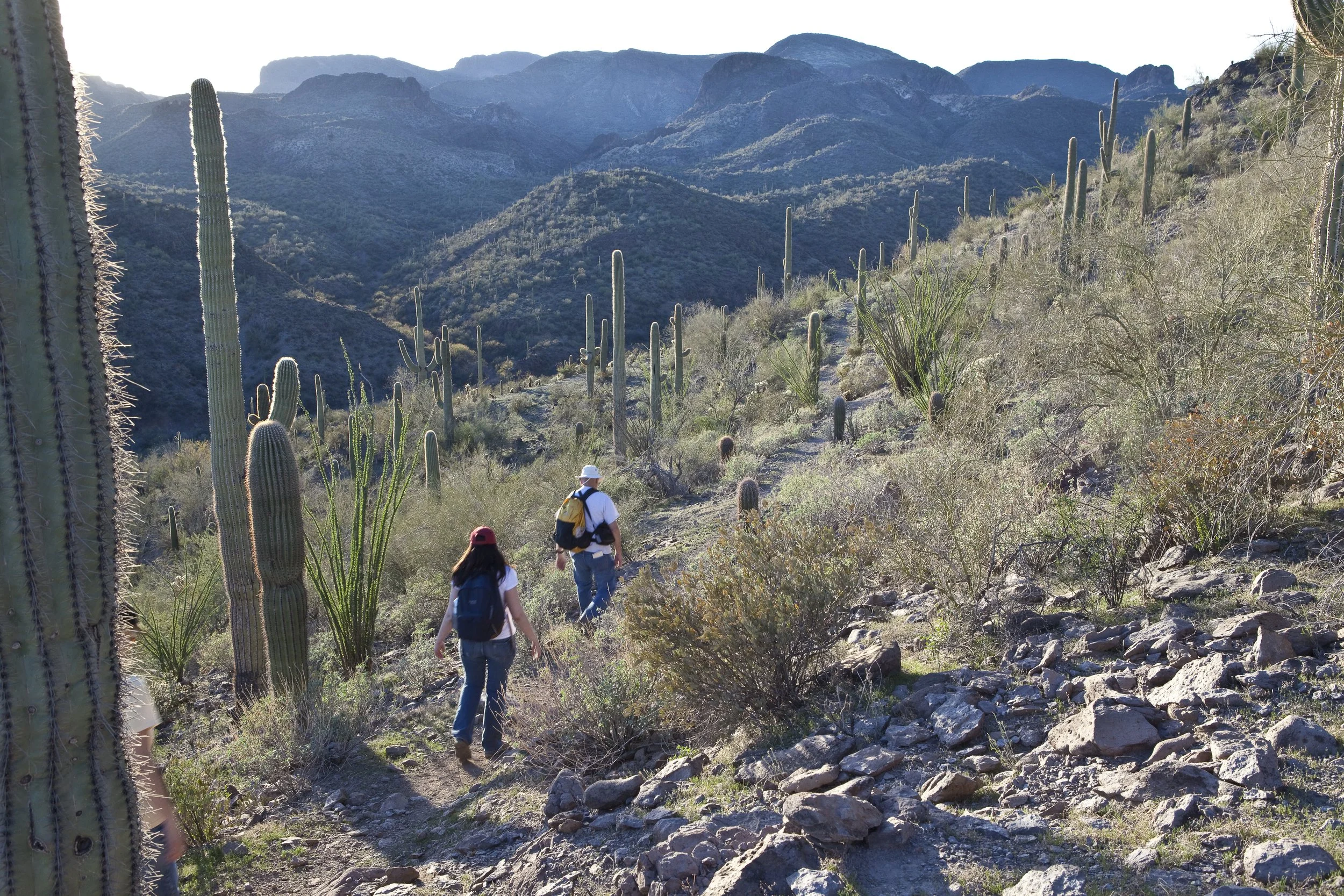 Hikers in desert landscape with cacti