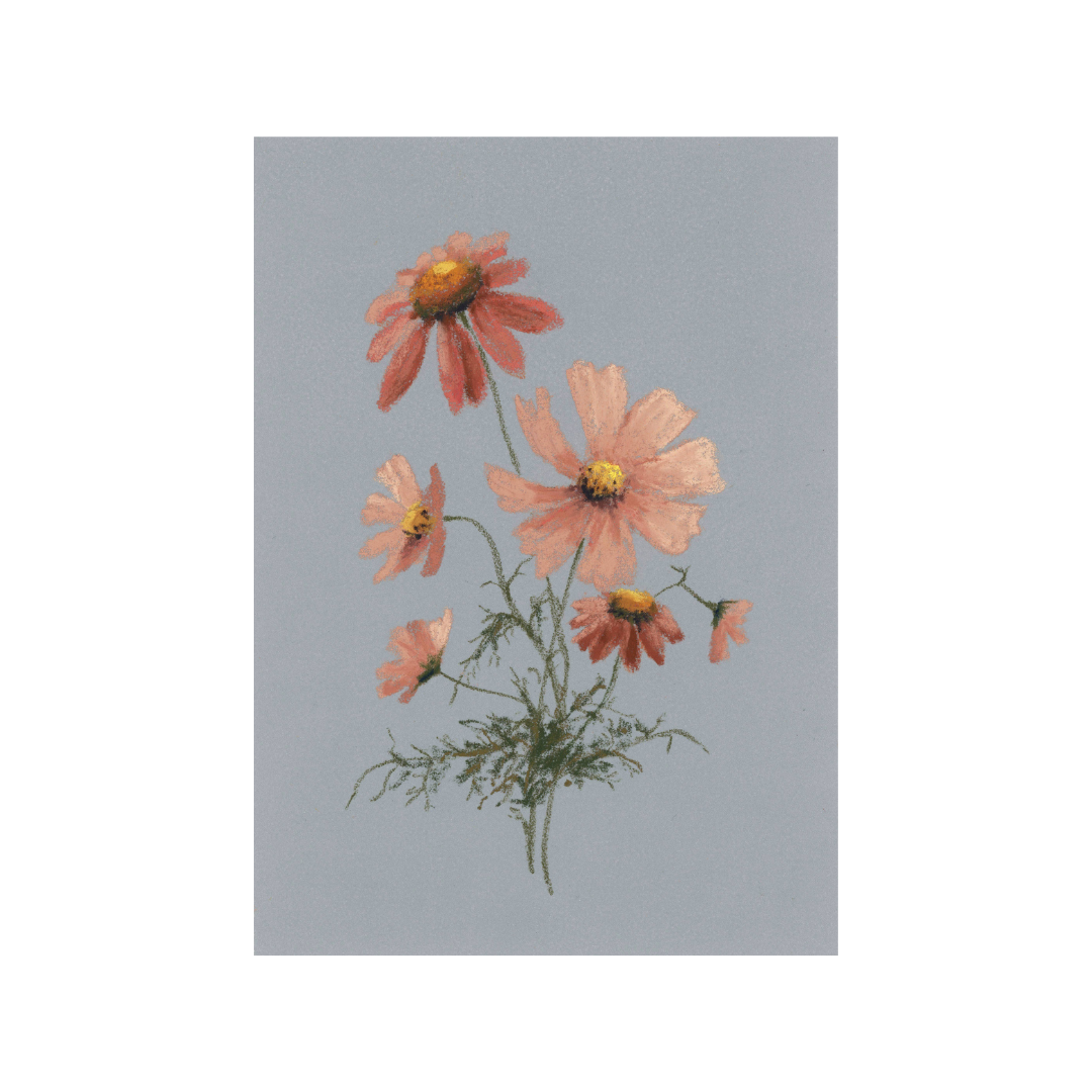 CosmosandConeflowers.png