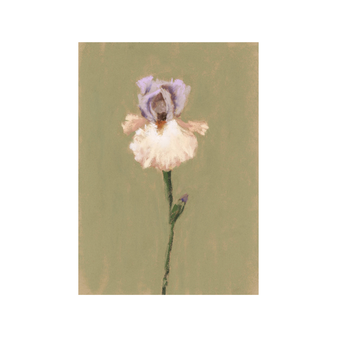 Iris