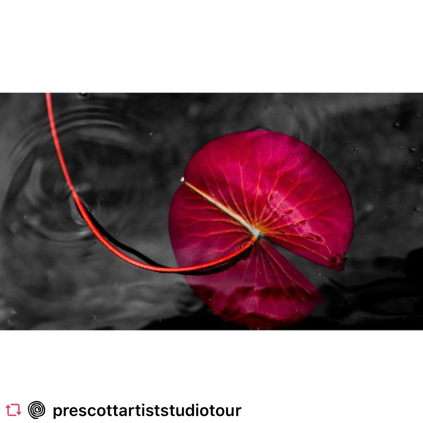 Repost @prescottartiststudiotour Photographer and printmaker Deborah Lyon typically turns her lens to nature for her pieces. The artist takes a minimalist approach, finding inspiration in &ldquo;the benevolent indifference in nature and even more, in