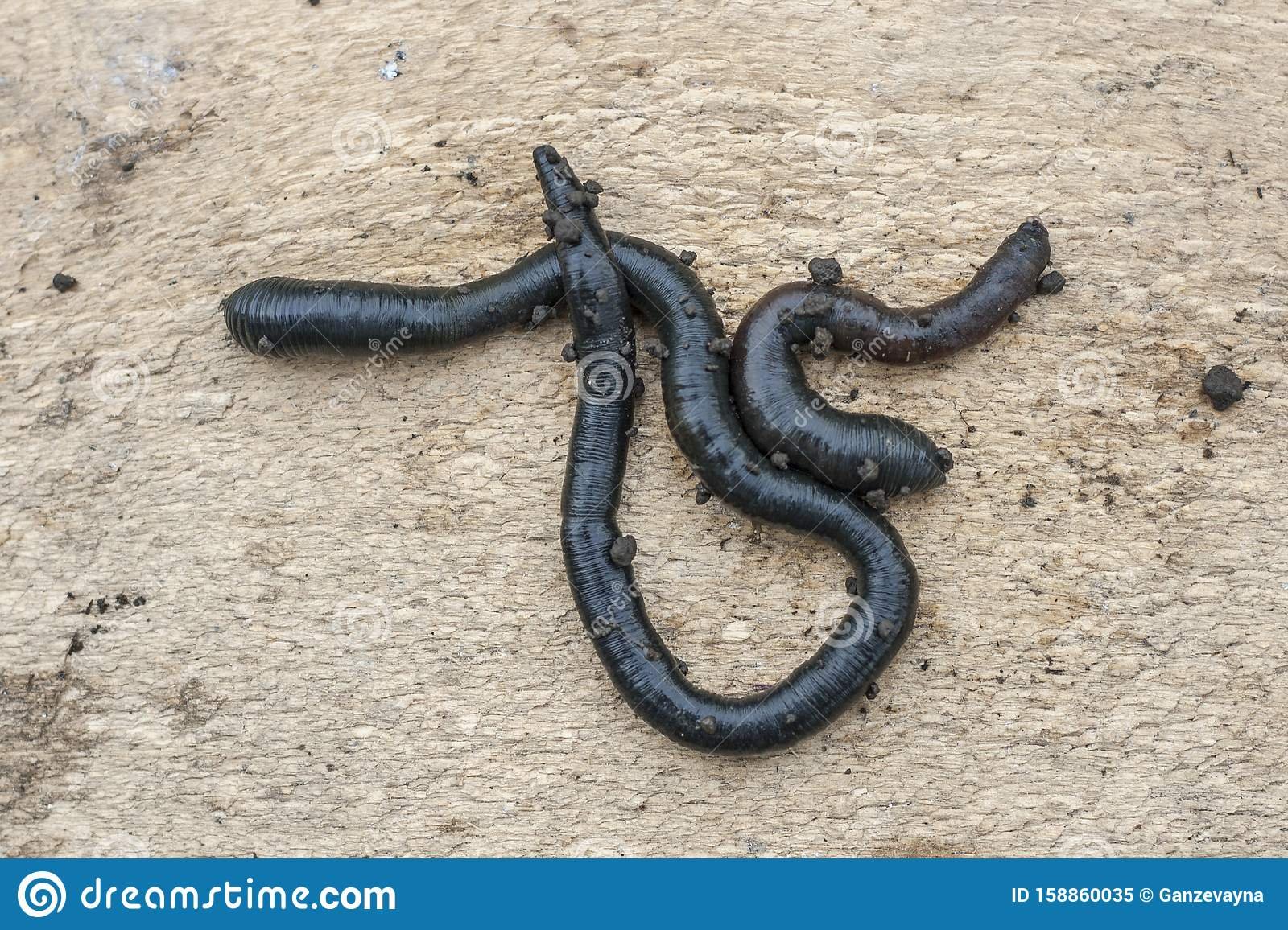 Blackworms — Stumps Aquatic & Exotic Pets