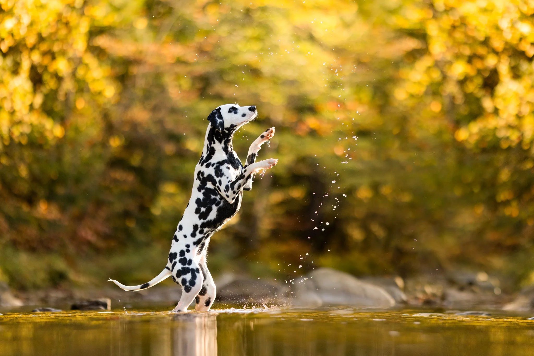 Ouija the Dalmation jumping out of the water from the creek in front of a backdrop of beautiful yellow fall leaves in Vermont
