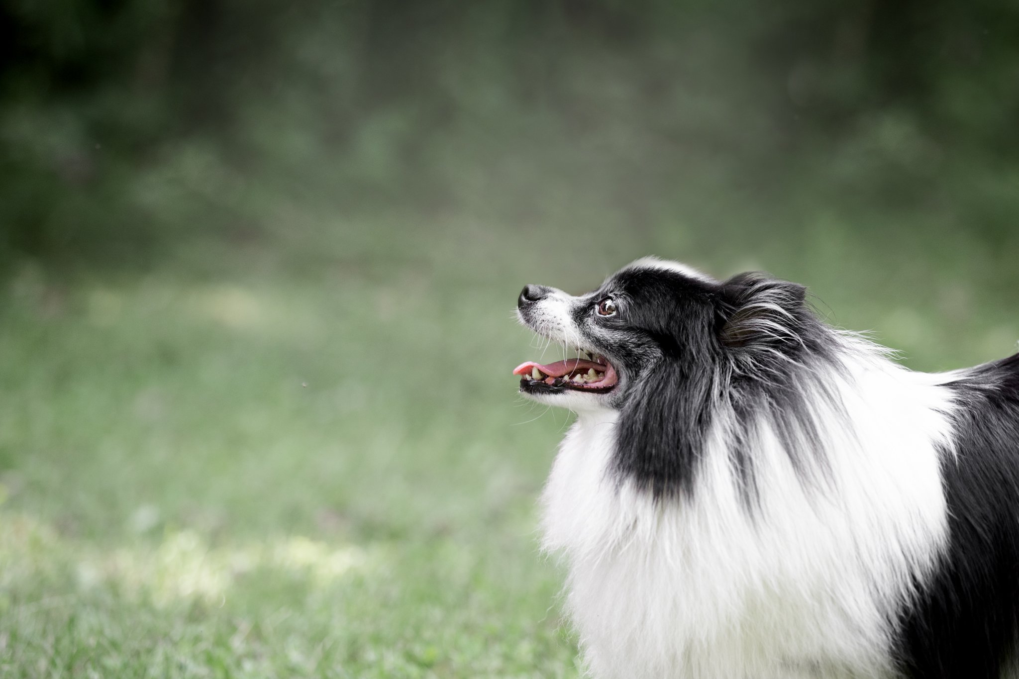 ColliePicnic_web-3.jpg