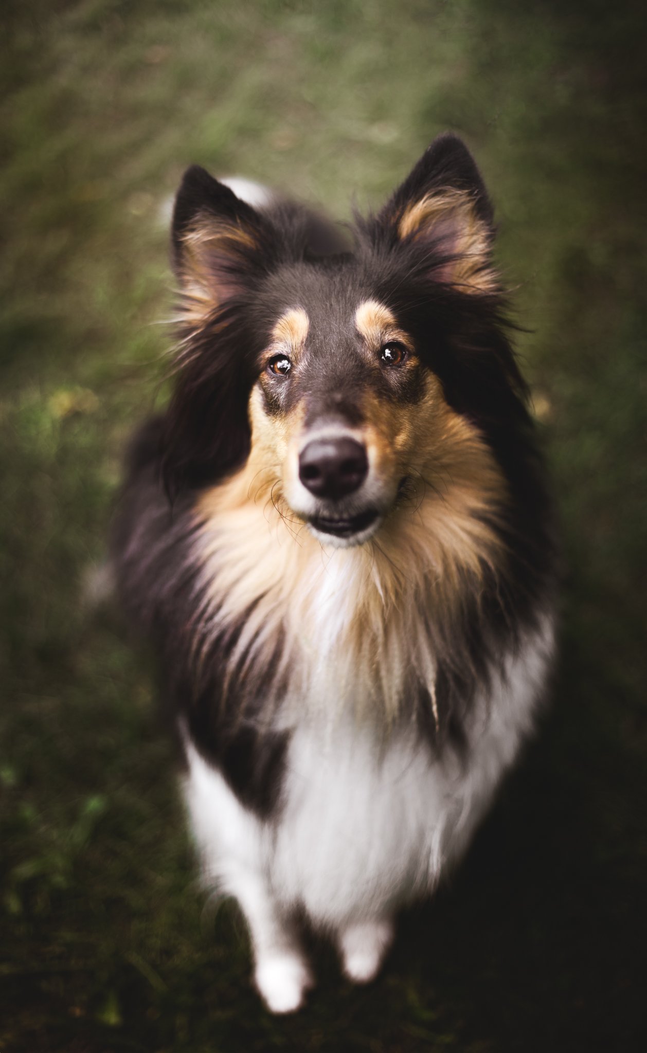 ColliePicnic_web-9.jpg