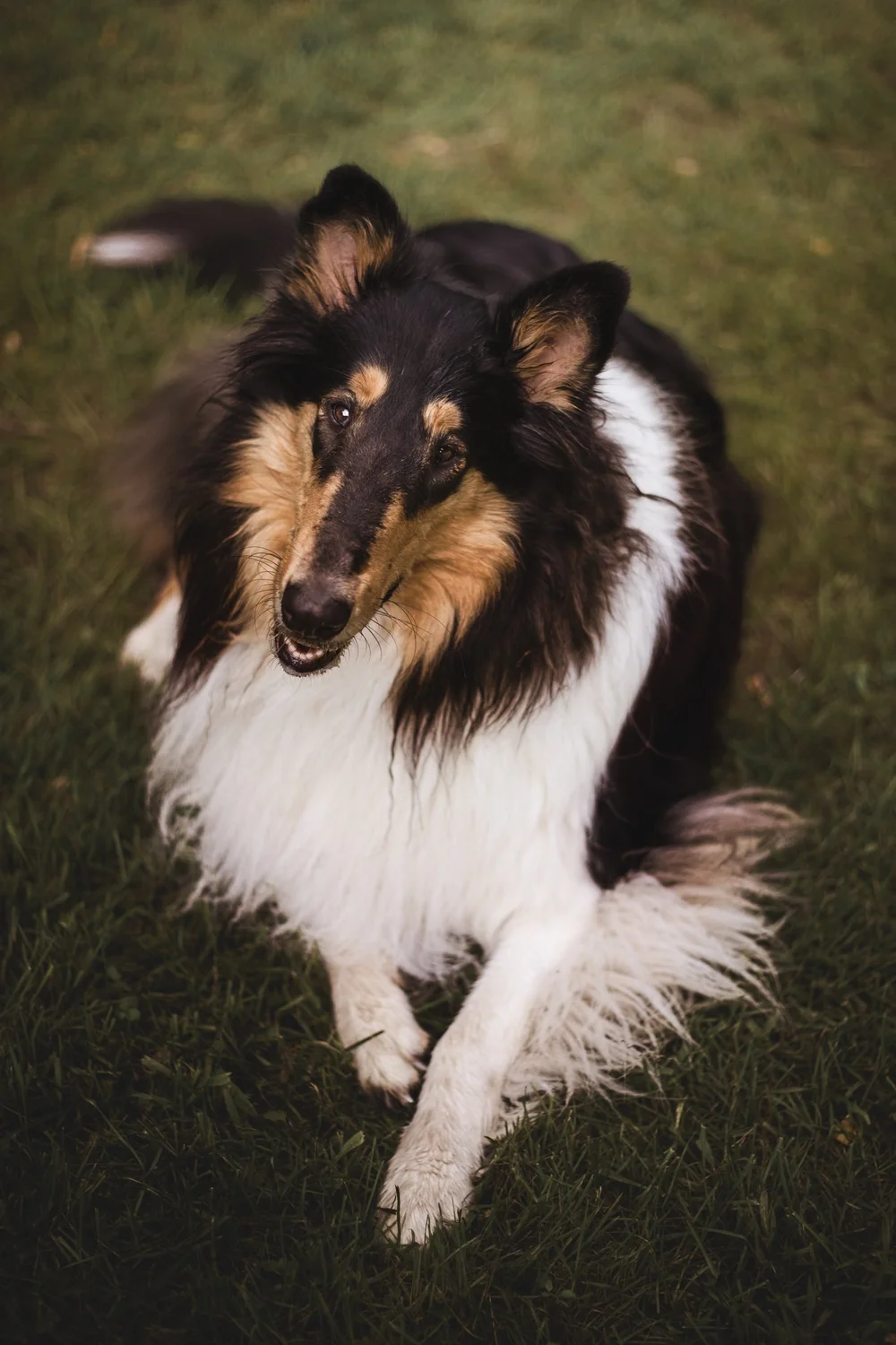 ColliePicnic_web-10.jpg