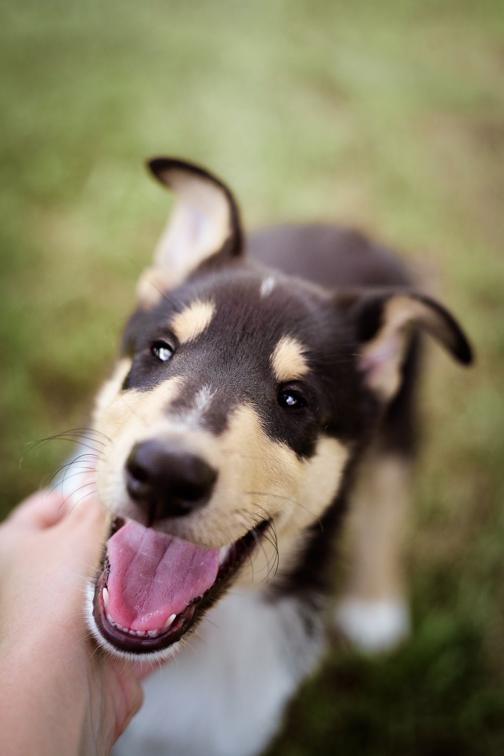 ColliePicnic_web-5.jpg