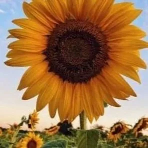 close-up of a sunflower against a clear blue sky