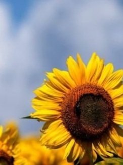 Close-up of a sunflower against a blurred blue sky.