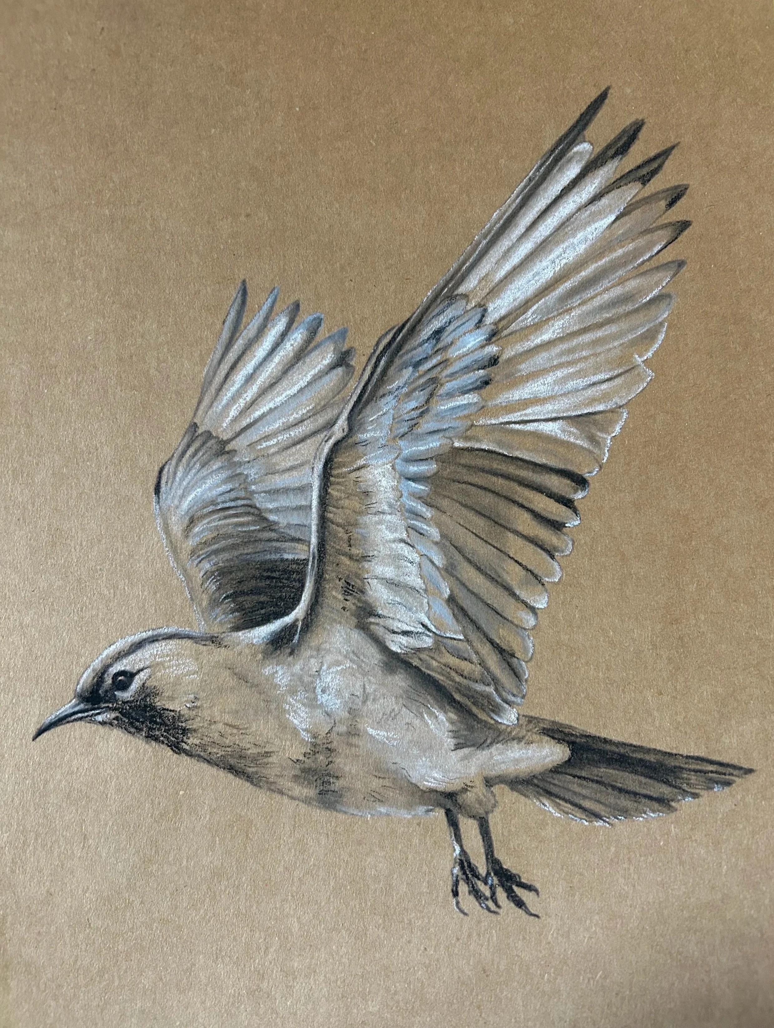 Flight, Charcoal on cardstock, 15 × 18 in.