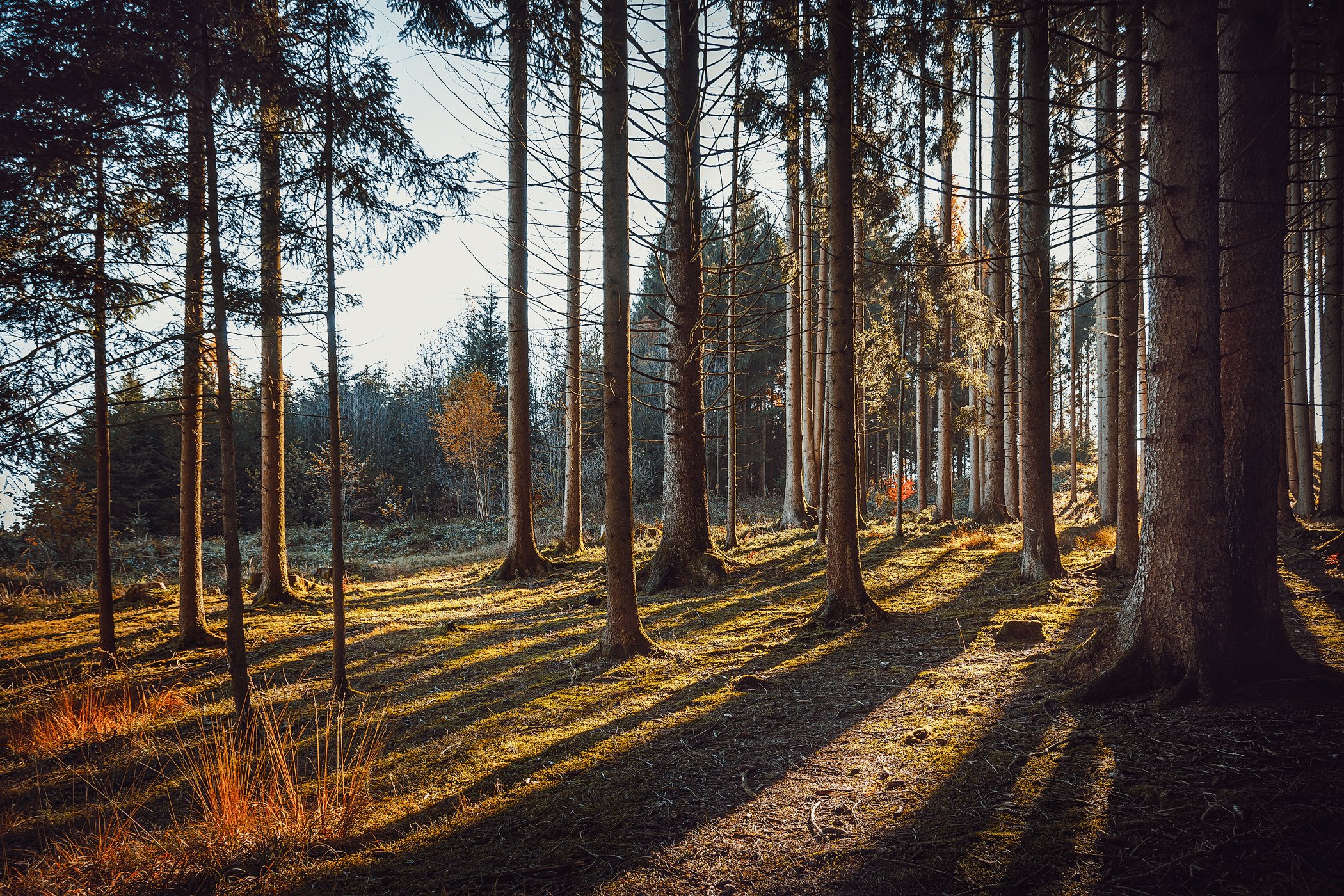 Allgäu | Germany | 2013