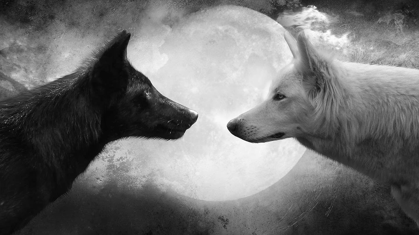The tale of two wolves