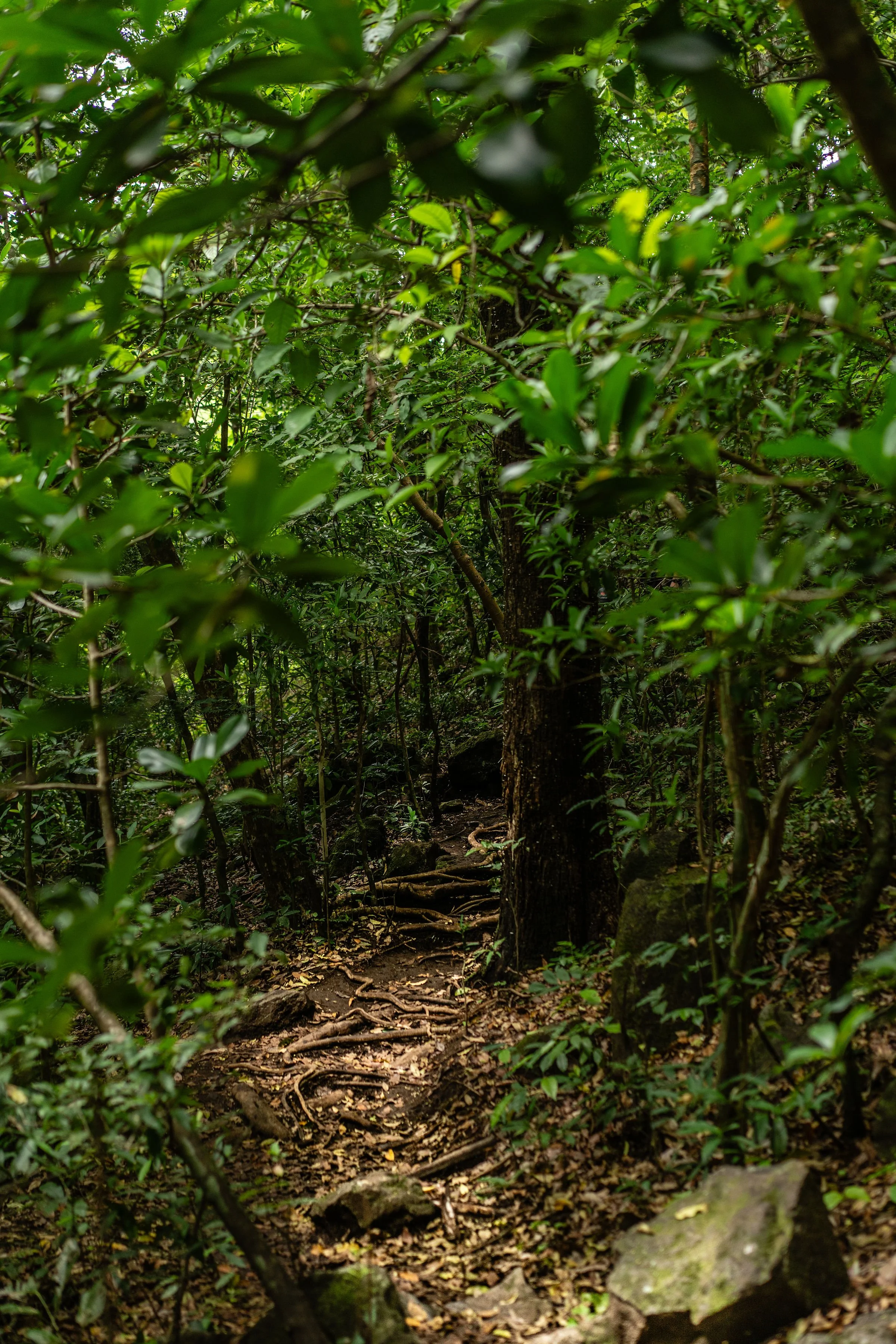 JANGALA-3-06852 (1).jpg