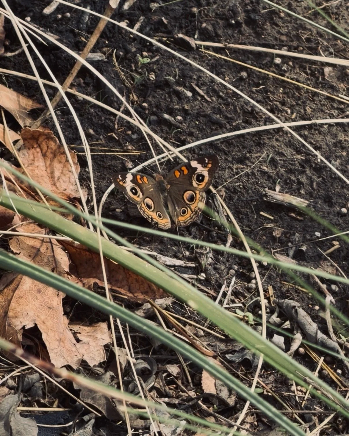 🦋 spring buckeye 🧡&hearts;️ esso ✨

false spring? real spring? 
it&rsquo;s all still deciding says the mercury. 

out on a walk this week, i happened across this beauty 
&amp; let it bless me as one with a poetic heart is want to do. 

it was a lov