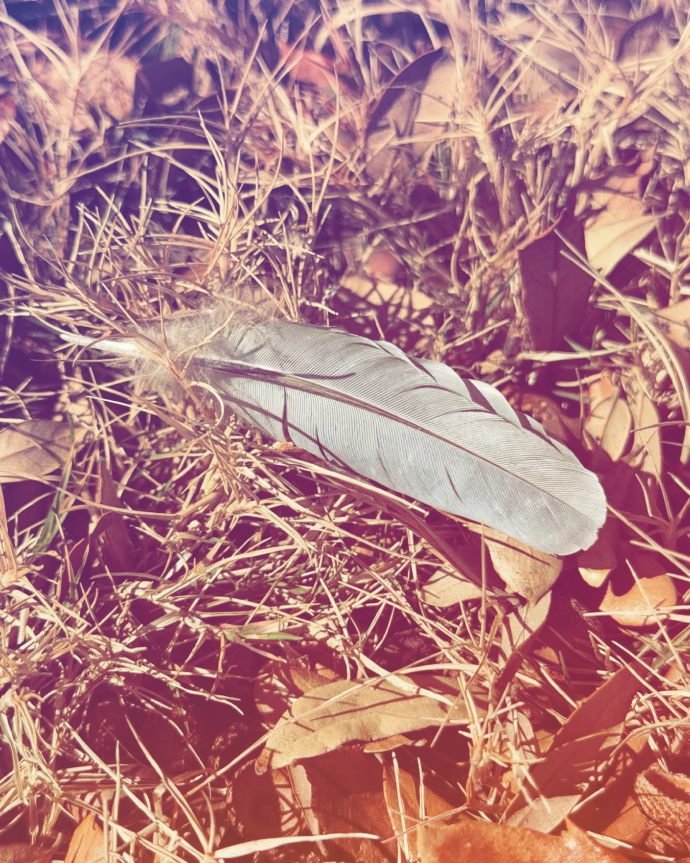 💌 ⬇️ &ldquo;certainty&rdquo; 🧡&hearts;️ esso 

✍️📝 poem &amp; prompt invitation :: 

🌷🌷🌷🌷🌷🌷🌷🌷🌷🌷🌷

do i stay or do i go ?
i know not (( parentheses ))

i am 
to be 
to grow
to shelter 
to sway 
to weather 
to fall
to dust 
to fertilize 
