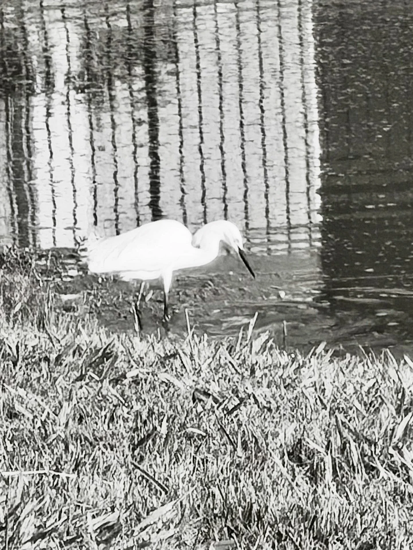 ✨🦆good morning, good day ✨🐢💐

morning pond polka dots 
to life 
sleep gives way to lemon light 
kissing 
my gray pools of sight 

filters&mdash;I drink in 
the world with 
&amp; their tell of a watery heart below, 
much like the pond&mdash;sparkli