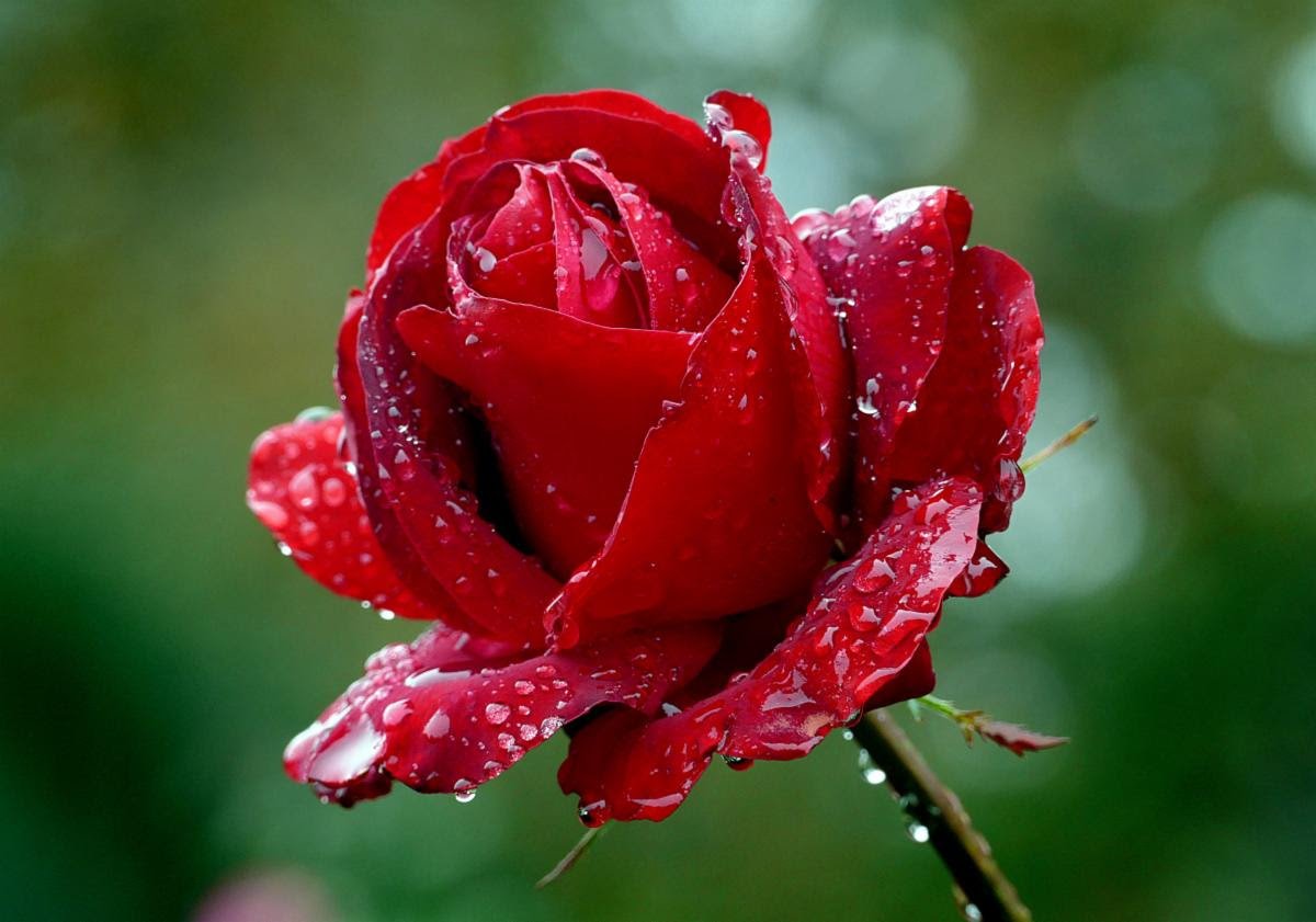 Featured Flower Rose Botanical Blitz