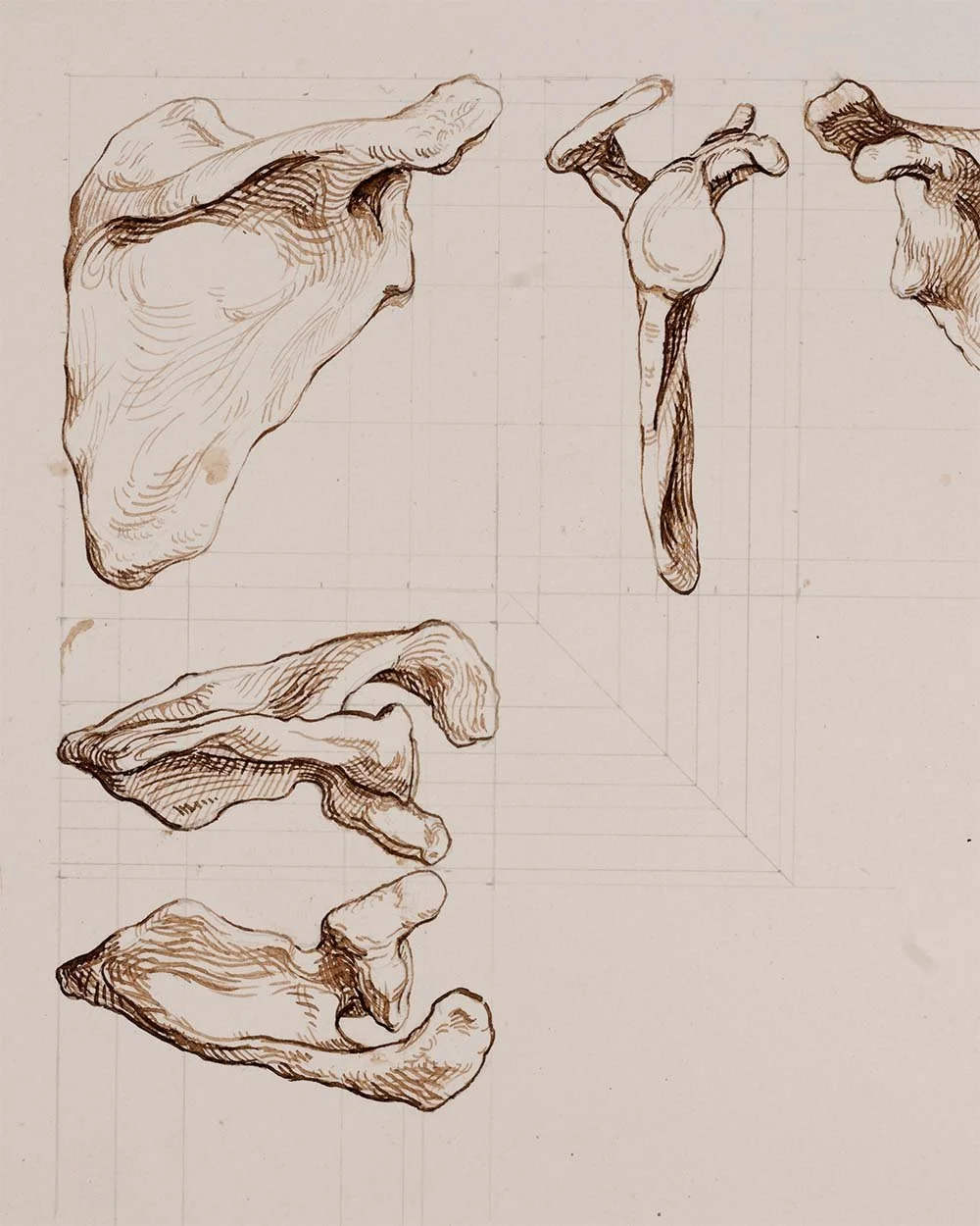 gallery_07_jacobo_anatomy_workshop-2023.jpg