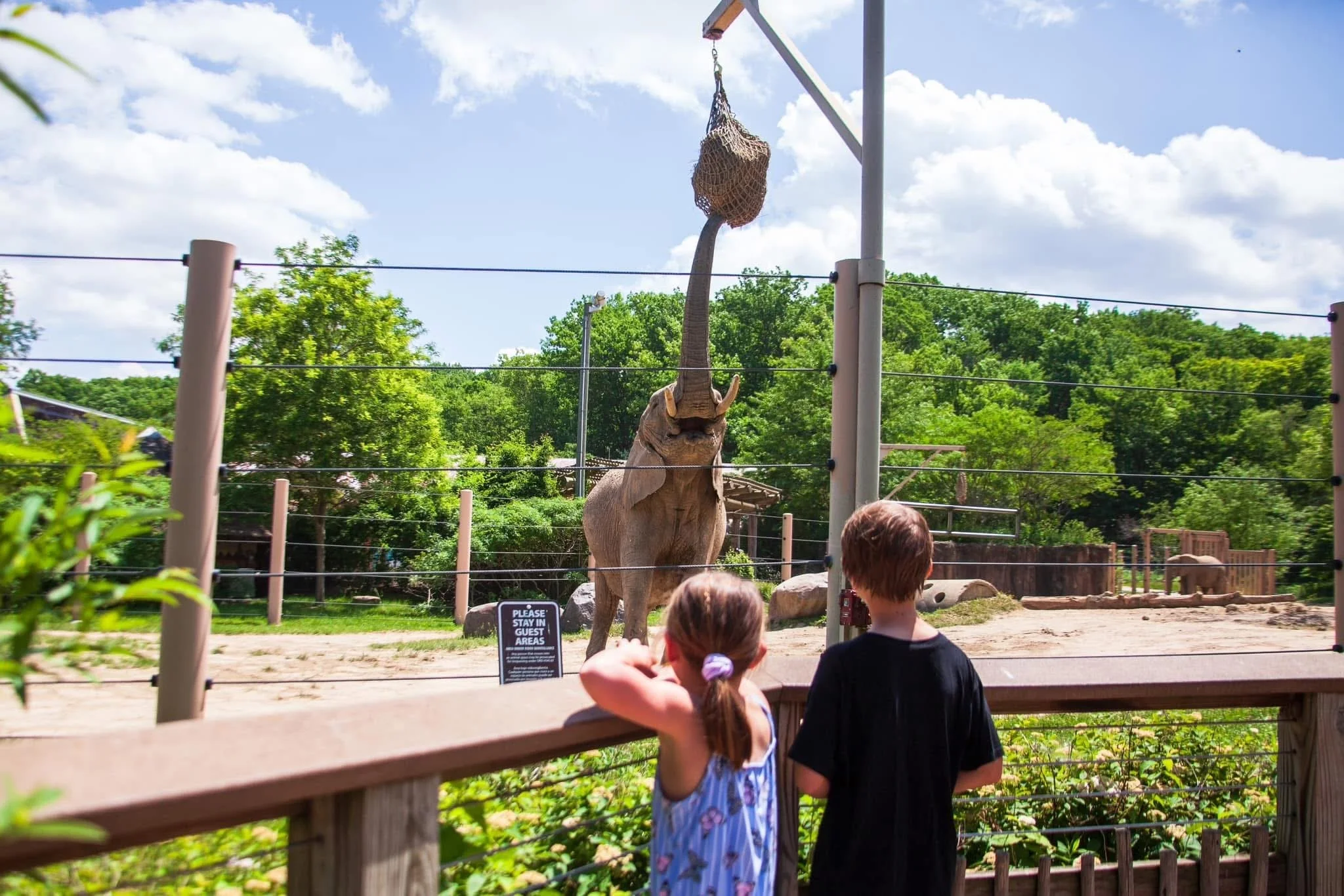 kids looking over a fence at a elephant while it eats