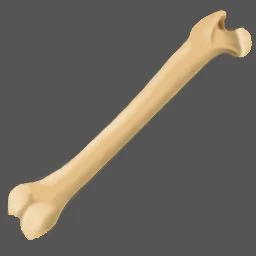 Bone.jpg