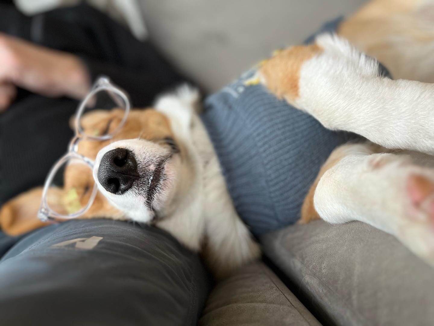 Working from home on this snowy day. Oscar tried, but he didn&rsquo;t make it through even one meeting. 
❄️ 
#takeyourcorgitoworkday #snowday #corgi #corgipuppy #workfromhome