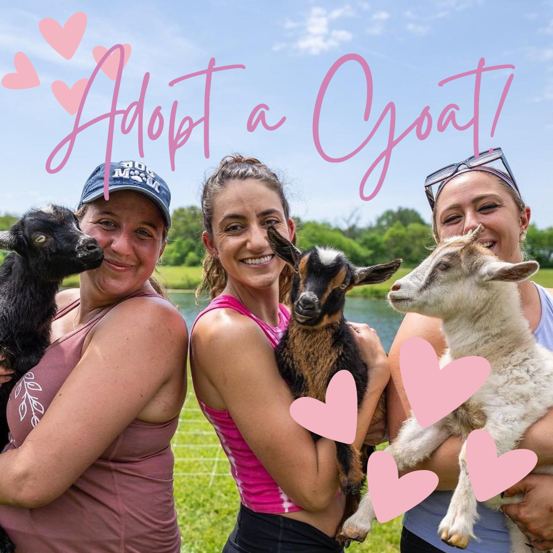 Adopt a Goat!.png