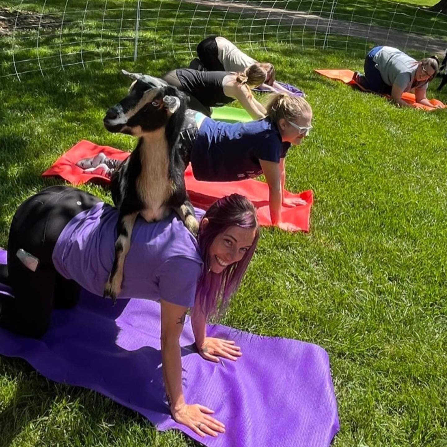 Upcoming Goat Yoga of southern IL schedule until our  baby boy arrives 🐐👶

May 21st 10AM -The Beautiful @Bella Vista Winery, Maryville IL 

https://www.eventbrite.com/e/596246167337

May 27th 10 AM New Baden, IL Farmers Market 

https://www.eventbr