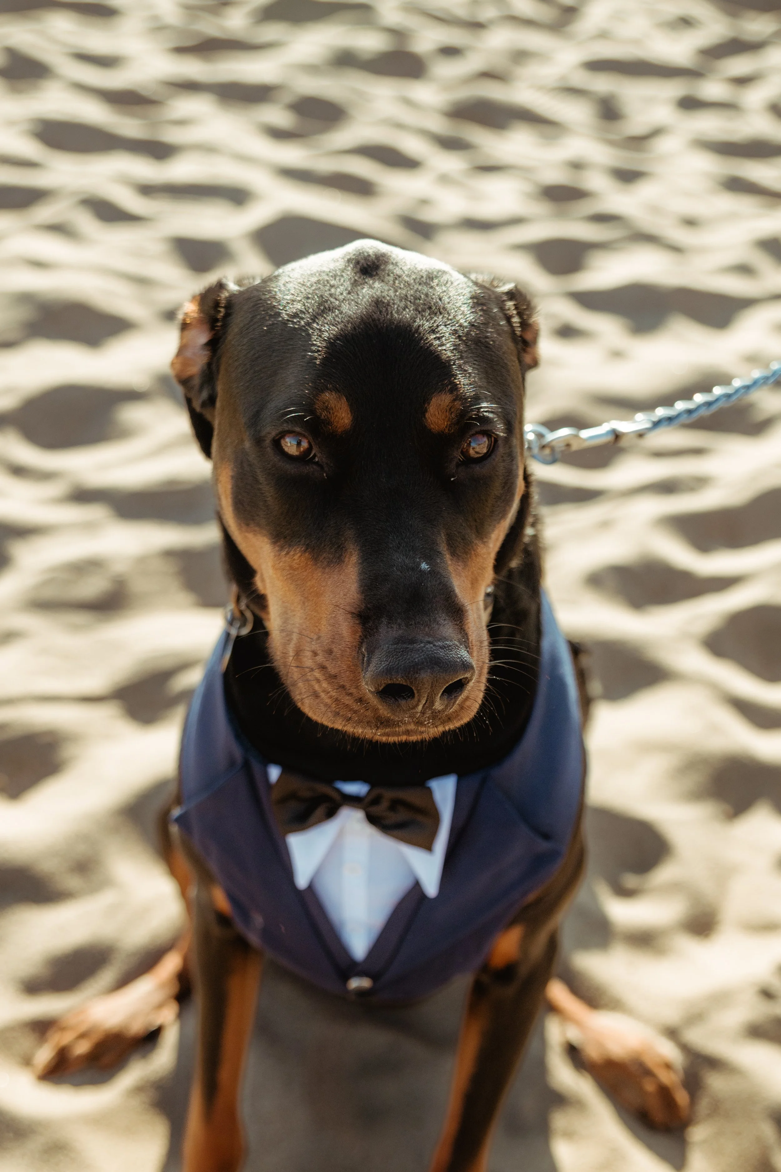 Doberman sitting on the sand at Zuma Beach at a Cakewalk wedding ceremony.