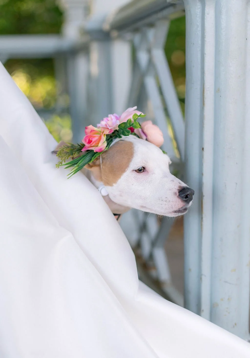 A dog watches a couple shares vows during an intimate Cakewalk wedding at the Ladies Pavilion in Central Park, with the gazebo framing the ceremony.