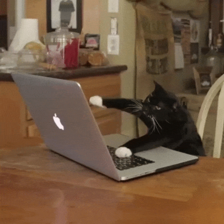 gif of cat vigorously typing
