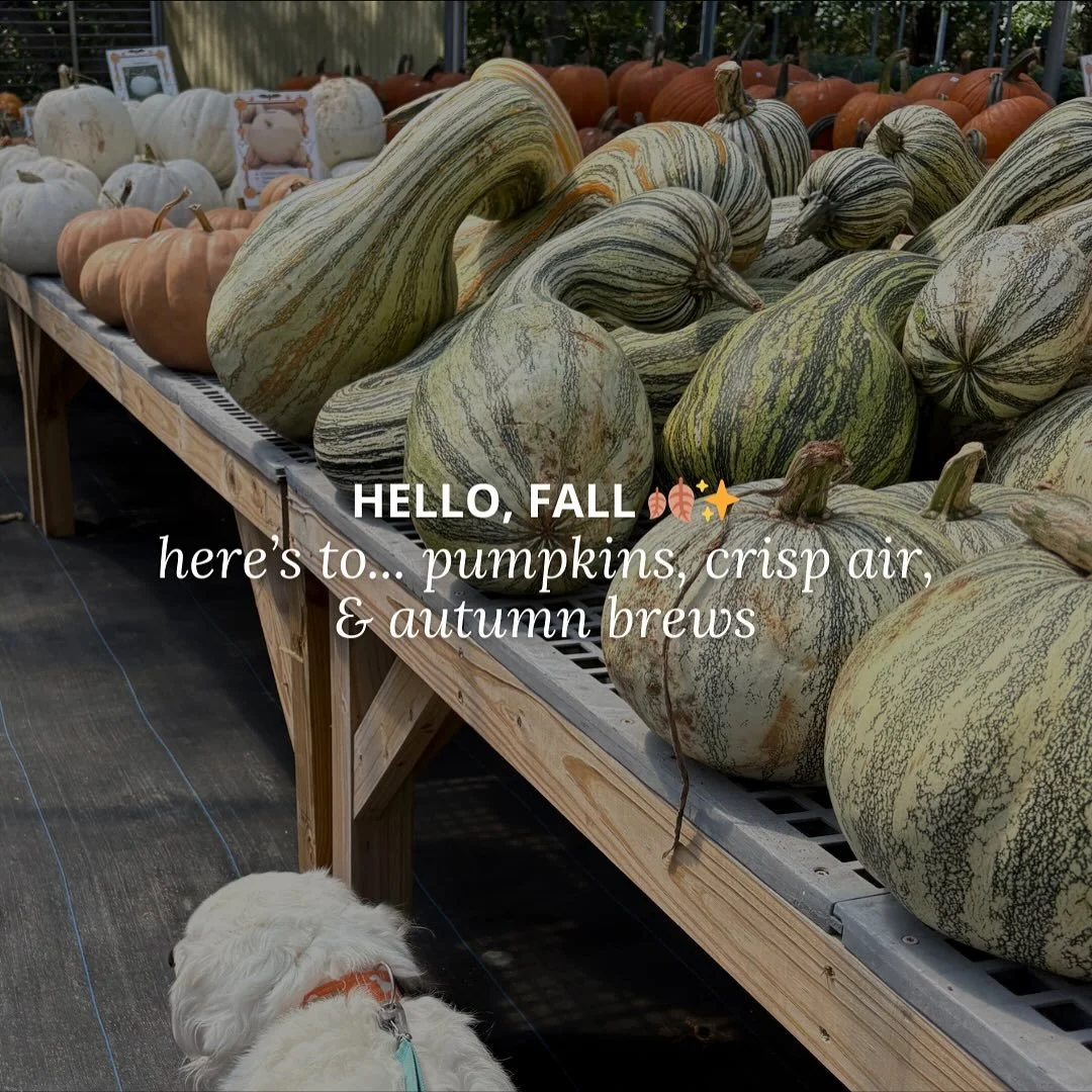 🍂✨Happy First Day of Fall✨🍂

Ranger and I made a stop over at Pope&rsquo;s (the new location at Meadowview), and I&rsquo;m convinced there&rsquo;s nothing better than rows of bright pumpkins, the anticipation of crisp air, and the gentle reminder t