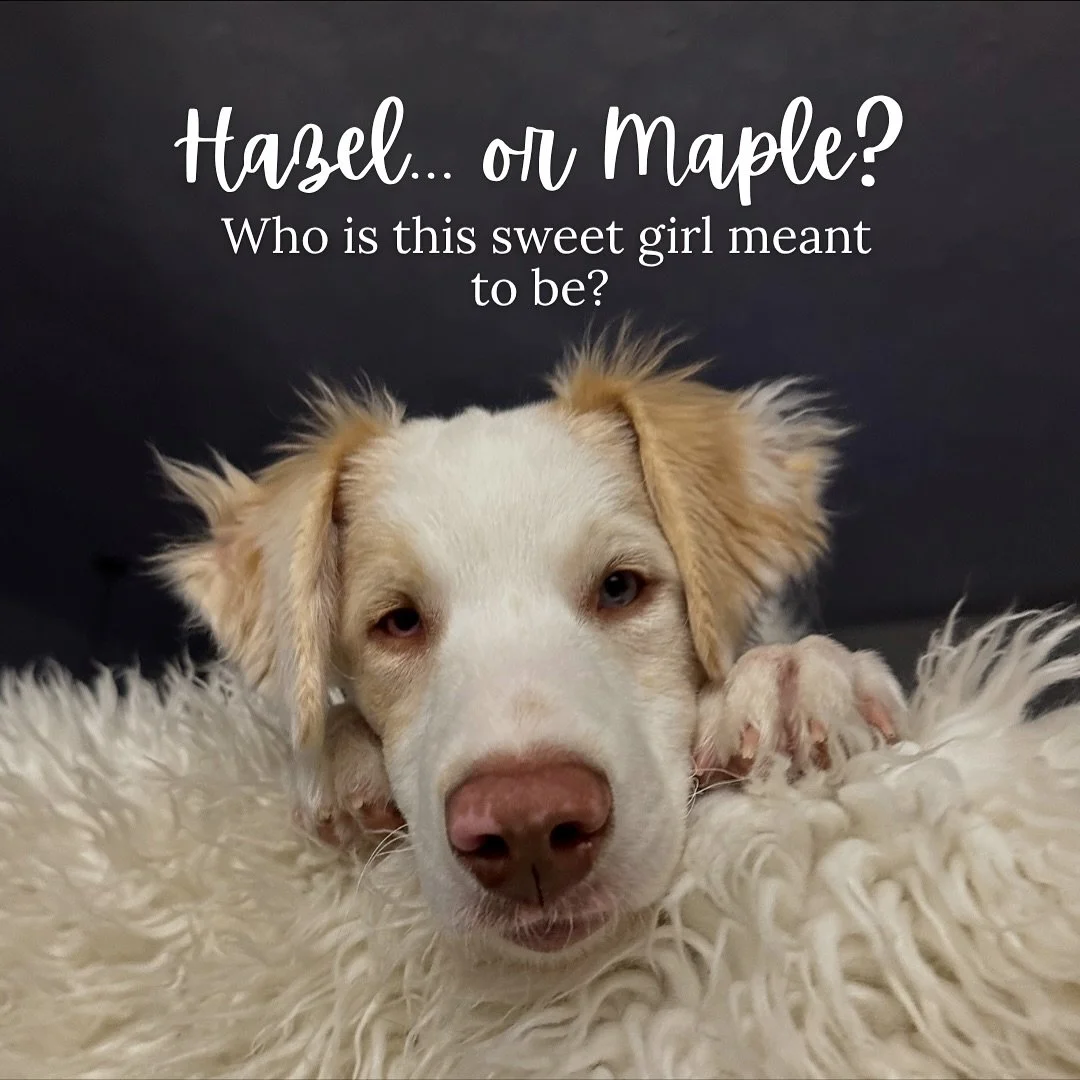 This week feels extra special. 🤗🩷

I&rsquo;m heading to Nashville to help some wonderful clients who are moving to be closer to family- and while I&rsquo;m there, I&rsquo;ll be meeting someone new who&rsquo;ll soon be part of mine. 🐾

Ranger&rsquo
