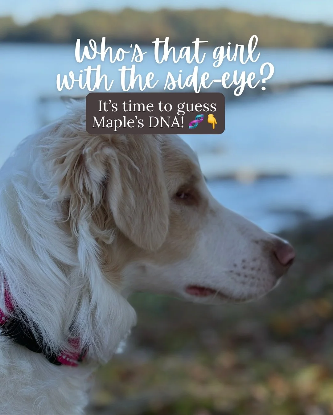 Maple DNA Mystery! 🧬🐶

We thinks she&rsquo;s a lot of Aussie&hellip; but the rest of her is a chaotic surprise. 😂

She&rsquo;s been here almost 2 weeks and:
✨ loves every dog and every person
😅 bites everything (including me)
🚶&zwj;♀️ gets her o