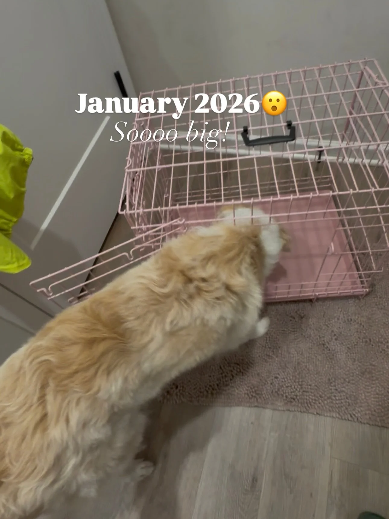 I see Maple all the time, of course. 😁

But when others see her every now and then, they comment how big she&rsquo;s getting. I have a hard time noticing it. 🤷&zwj;♀️

Well, I had the old pink transport crate out to finally put it up in storage wit