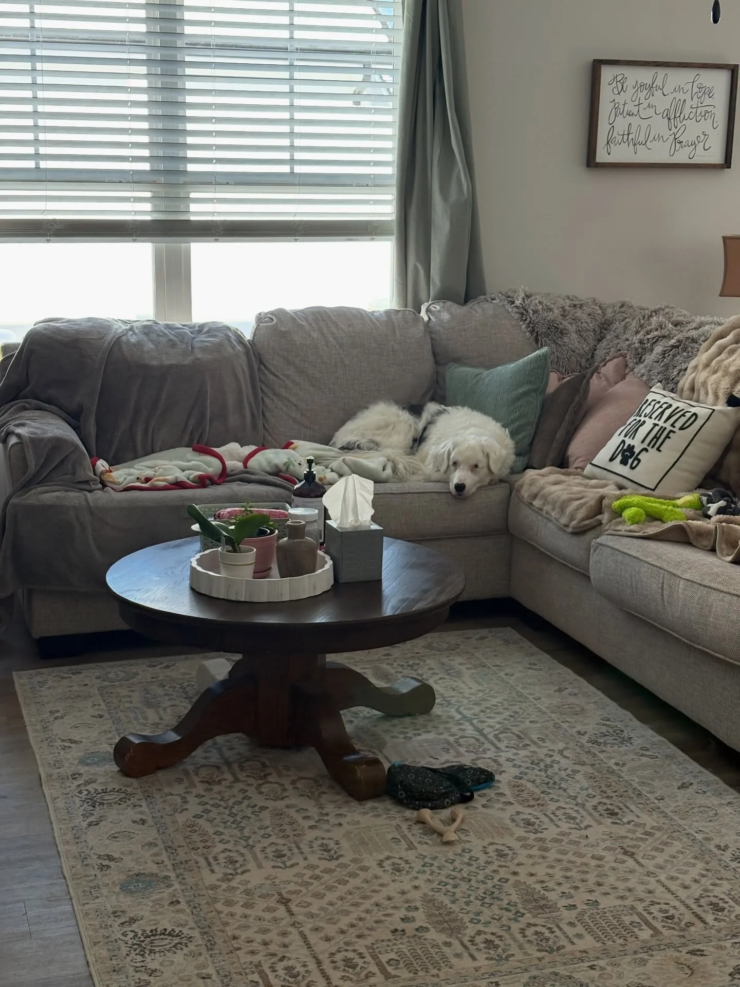 Where did February go? Started with snow and ended on a warm note, phew! 😅 No worries&hellip; I&rsquo;m way ready for SPRING! 😆

And yes, there&rsquo;s a few other things thrown in my life besides dogs. I absolutely love what I get to do for a livi