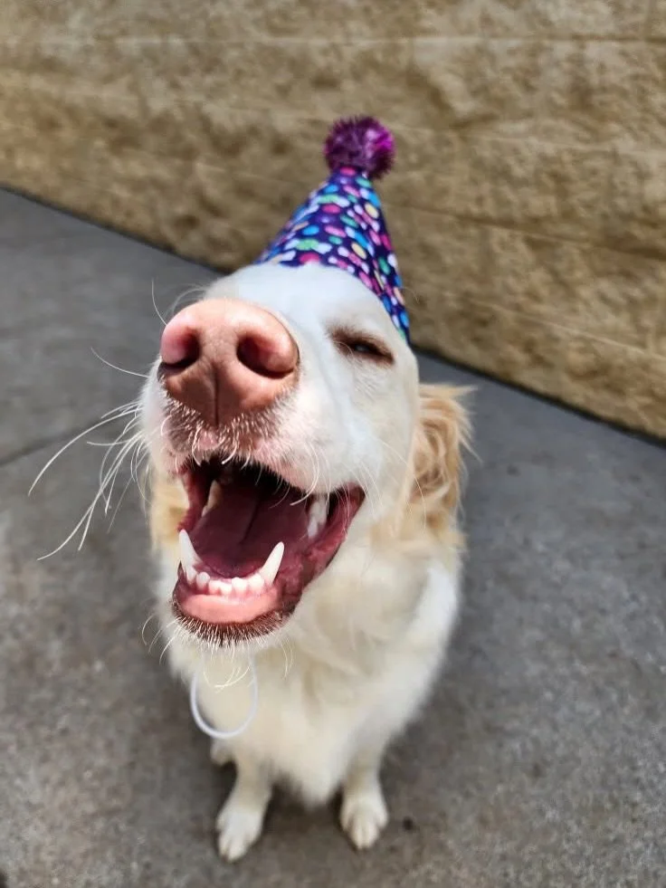 A birthday girl compilation because I hadn&rsquo;t gotten around to it yet. And also because I neeeeed this adorable smiling face sitting here on a square on my gram. Sorry not sorry that I flood your feed with her! And Ranger. 😁 Hopefully we only b