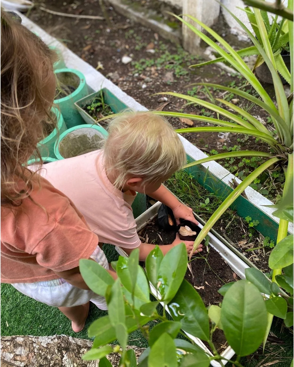 Recently, we had a multi-age collaboration across our class groups on an engaging gardening project🧑&zwj;🌾🪴 The children worked together where they planted turmeric and ginger seeds, added rice husk on top of the soil, and watered their plants💧

