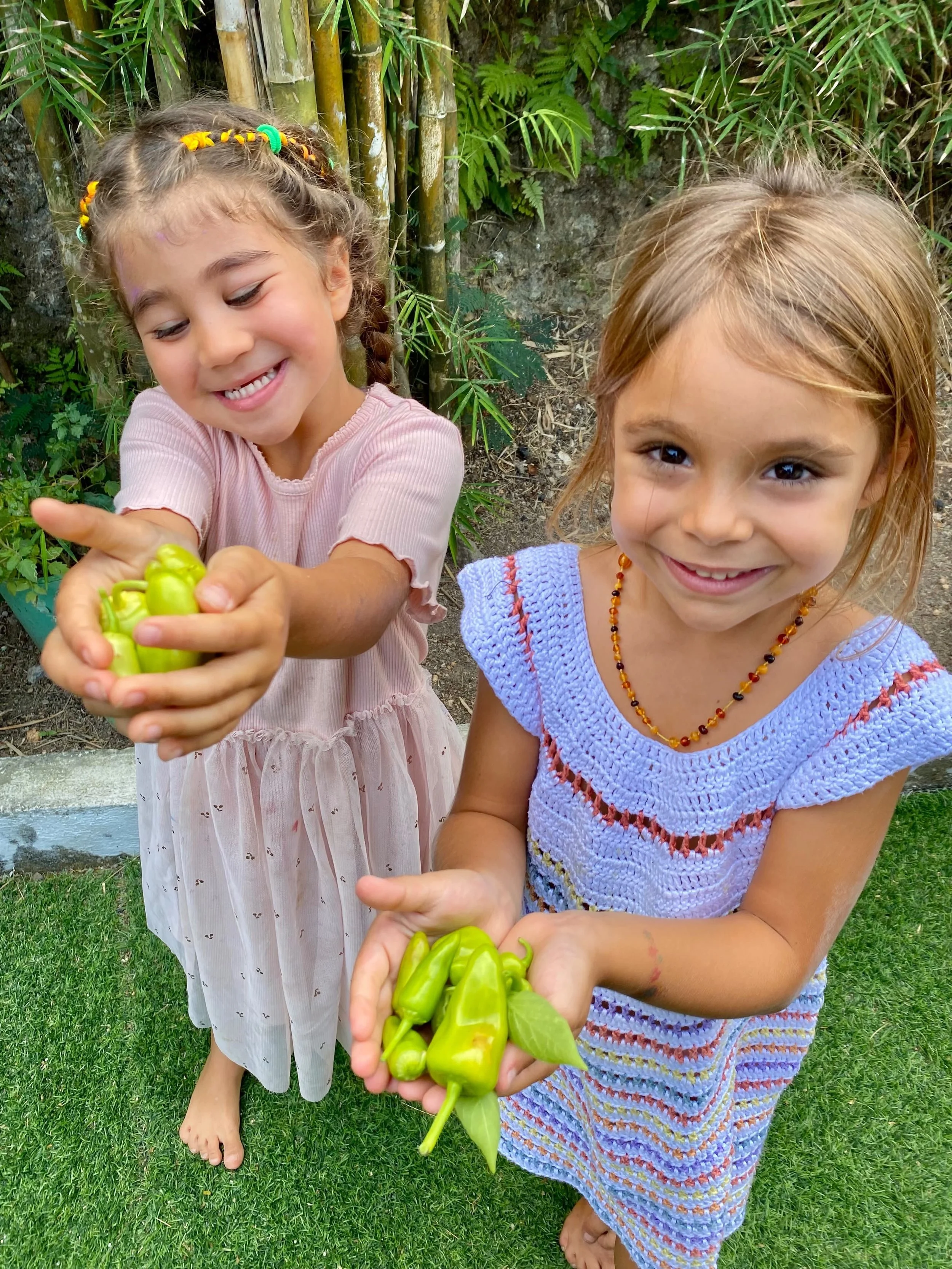 Look at the green peppers we have recently harvested! 😮🫑

#anakatelier
#balischool
#preschoolbali
#balikids
#balifamily