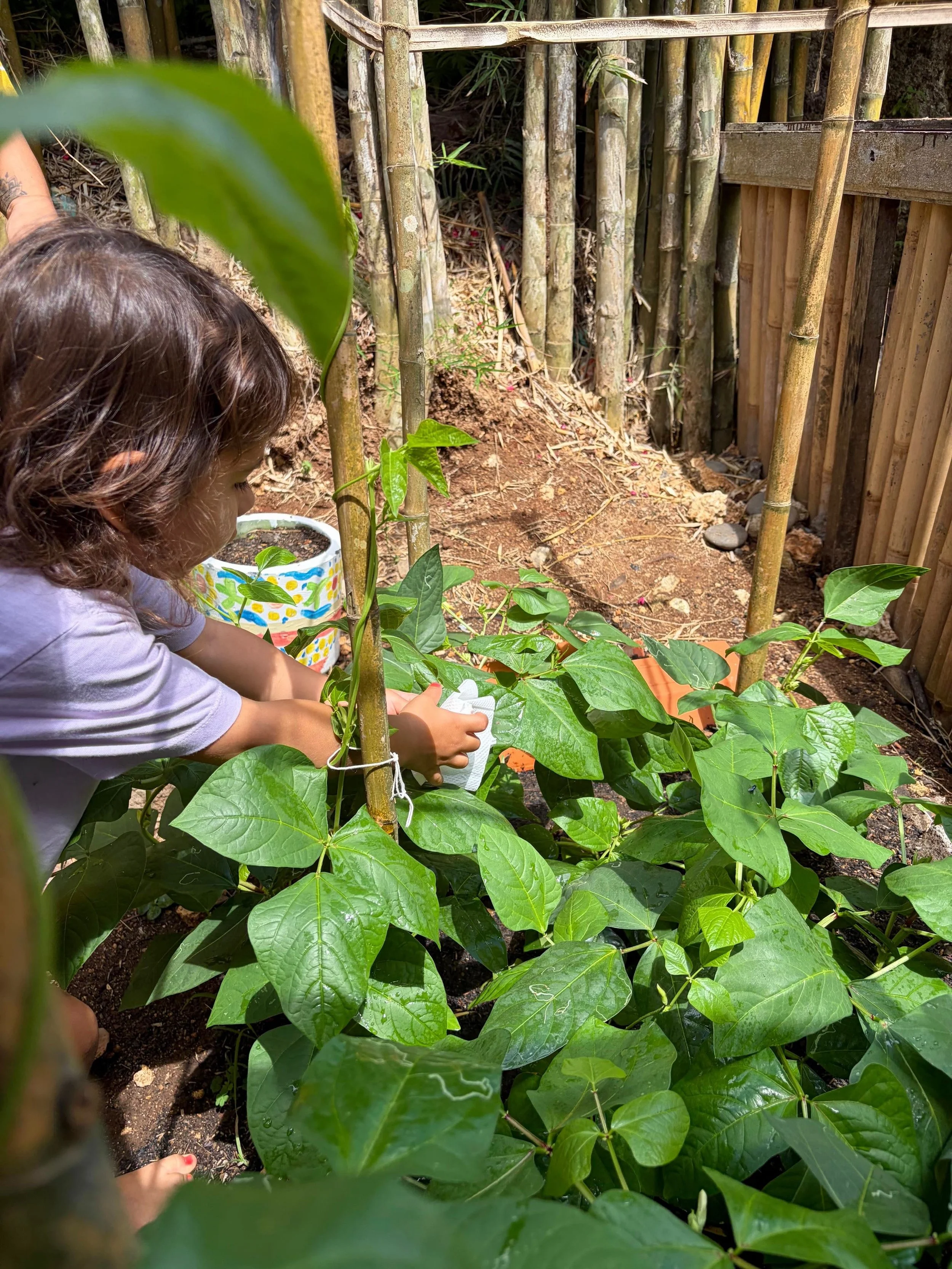 Our little gardeners have noticed that the longbeans are growing bigger and shared their ideas on how to take care of them: &ldquo;Give them lots of soil,&rdquo; &ldquo;Put them under the sun,&rdquo; &ldquo; Don&rsquo;t step on the plants!&rdquo; 🌱
