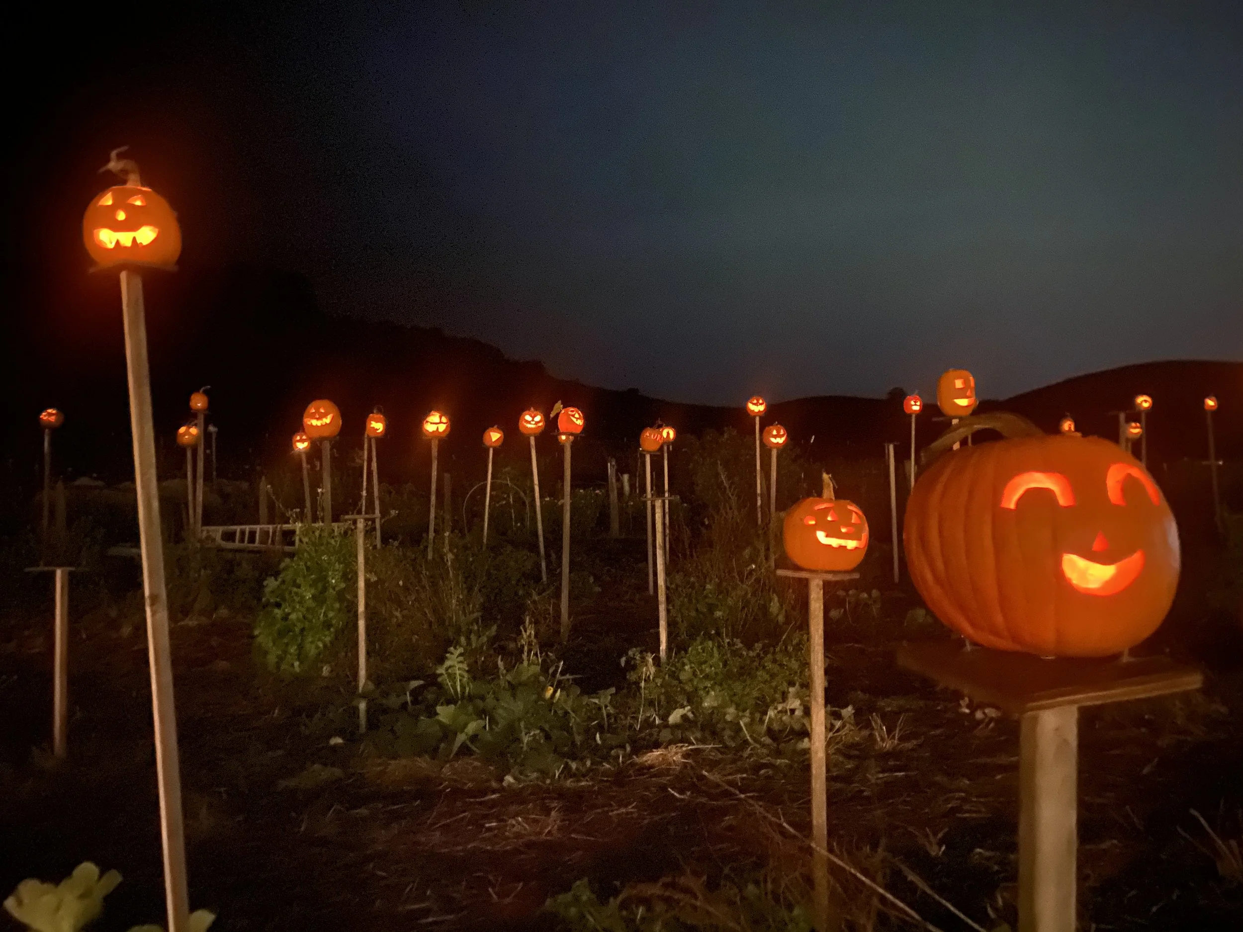 Pumpkins on Pikes